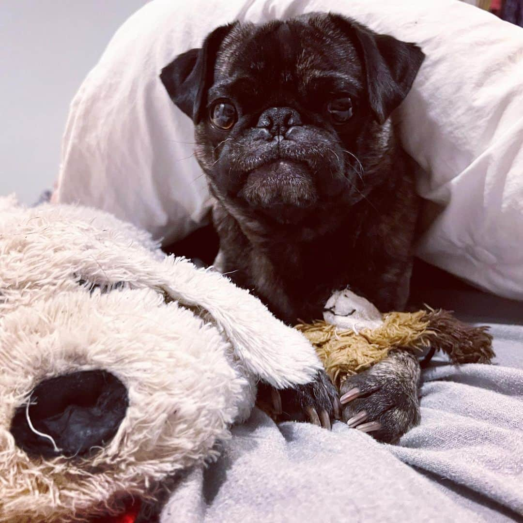 pugsofinstagramさんのインスタグラム写真 - (pugsofinstagramInstagram)「Sweet Archie with his besties last night.」2月4日 1時57分 - pugsofinstagram