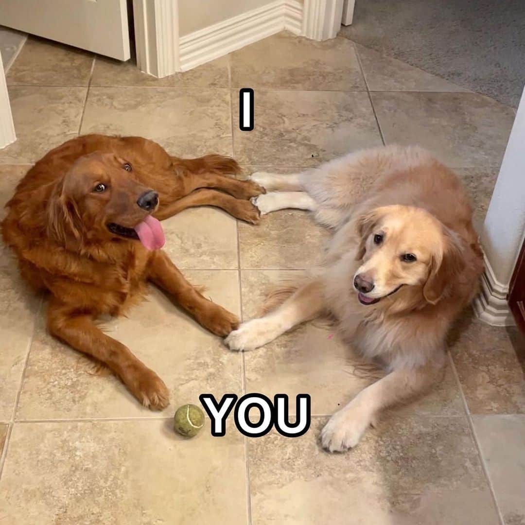 BarkBoxのインスタグラム：「HAPPY GOLDEN RETRIEVER APPRECIATION DAY 🏆   tag ur crush below (or send it to em directly if ur a little shy)💗 💘 or ur parent, or ur favorite neighbor!! Even if they are not a golden they are ✨golden✨ to u and they will appreciate this I swear.  @kensingtoncampbell 🫶」