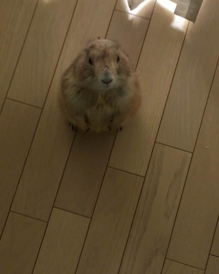 のインスタグラム：「くんた。Kunta. 2018.01.28 撮影。 大好き♡もしょもしょ♡ スワイプしてね👉🏻 #prairiedog #プレーリードッグ」