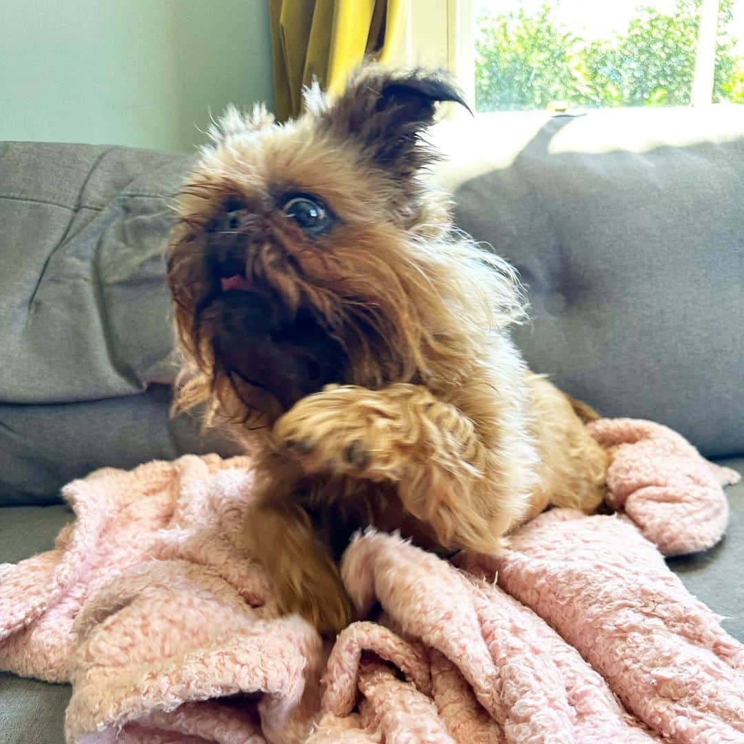 Digby & Aloのインスタグラム：「look at this sweet photo i got of digby sitting nicely on the sofa」