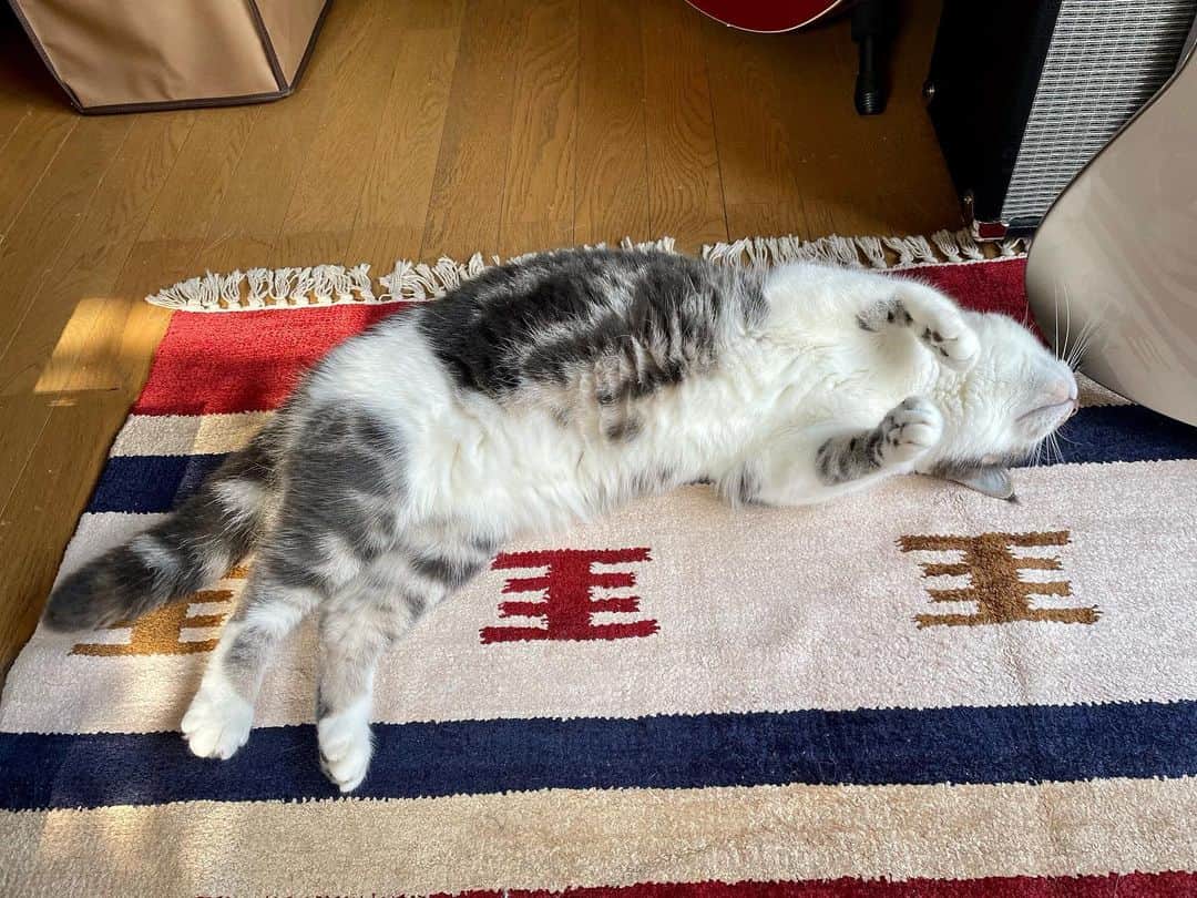 増崎孝司さんのインスタグラム写真 - (増崎孝司Instagram)「じーっとは聴いてくれない唯一のオーディエンス🥴」2月4日 10時34分 - takashimasuzaki