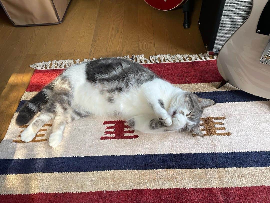 増崎孝司さんのインスタグラム写真 - (増崎孝司Instagram)「じーっとは聴いてくれない唯一のオーディエンス🥴」2月4日 10時34分 - takashimasuzaki