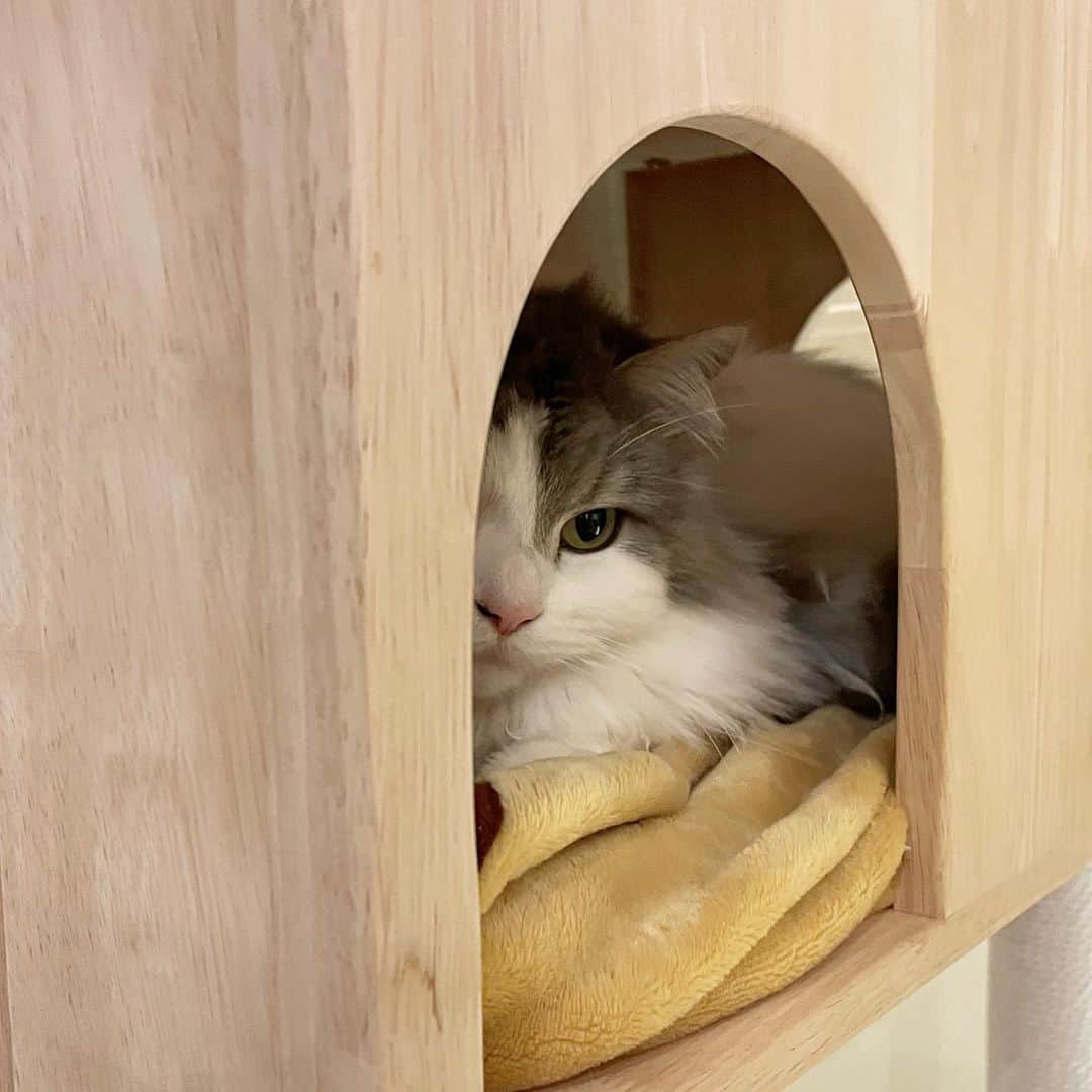 小林愛のインスタグラム：「タワーの部屋の中で寝ぼけてるろい坊が、なんかイケメン🙄  #猫  #cat  #スコティッシュフォールド #マンチカン  #猫のいる暮らし #猫好きさんと繋がりたい  #にゃんすたぐらむ #多頭飼い #小林愛 #youtube #るーたんあいたん」