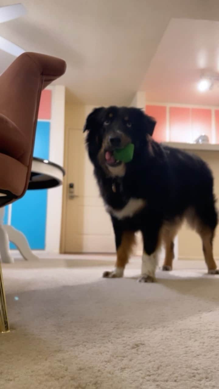 ケイティー・ルクレールのインスタグラム：「🐶🎾💨🤩」