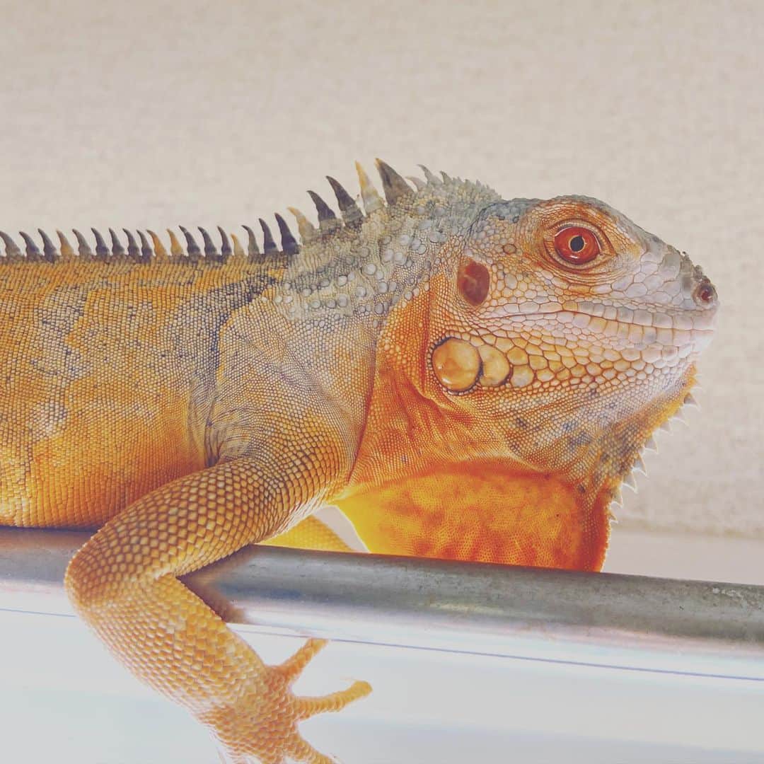赤荻百華さんのインスタグラム写真 - (赤荻百華Instagram)「まだまだ警戒心むき出しで 必殺ジャジャテールアタック出してくるけど1か月で倍になったジャジャまるさん。 慣れてくれるまで根気よく‼︎ はやく仲良しになりたい。  #reptiles   #グリーンイグアナ   #グリーンイグアナレッド」2月4日 14時04分 - tokagekinobori