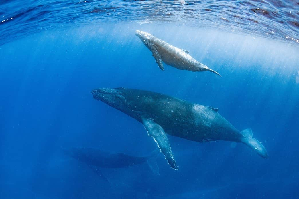 渡邊水希さんのインスタグラム写真 - (渡邊水希Instagram)「↩︎↩︎✖︎2🐋📸🎥  人生初の #whaleswim 🐋🧜‍♀️🌊🌏✨  #20230202  すっごく可愛い海の神様達🐋に何度も何度も歓迎してもらえました🐋💙🤍✨  🐋様達がたーくさん🐋🐋🙏🌊✨  🐋さん達の真上で聴いた身体の芯、お腹の芯まで響く神秘の深度の爆音シンガー🎵儚くて可愛すぎっましたぁ😂🐋✨  おっ？ていう声が可愛すぎでした🐋🤣✨  #爆音 #シンガー 🎥とエスコート付きの親子🐋🐋🐋に歓迎してもらえた時の📸頂きましたぁ🐳🐳🐳🌏✨  エスコート🐋さんと多分何回か目があったよ🙃✨  お目目クリクリして可愛かったよー🐋✨  またあの子達に会えたらいいな🐋💙🌏  生命力を頂いた親子🐋🐋🐋🙏🌏✨  大自然の恵み奇跡の出会いに感謝感激の日🐋🌏✨  @dive_journey  さん 🌏🌊🐋さん✨  有難うございました🧜🧜‍♀️🙏✨  We were able to see a lot of whales many times🐋🌏✨  #loveall  #loveearth  🐳------------------------------------------------🐳  #ジャーニーホエールスイム2023 20230202 チャレンジ27回🐋✨  📸🎥 @dive_journey 🙏✨  special thx🧜🧜‍♀️🌏✨  #ホエールスイム #ザトウクジラ #沖縄ダイビング #ダイビングトリップ #ダイブジャーニー #divejourney #スキューバダイビング #ドリフトダイビング #フリーダイビング #ダイビング #沖縄ダイビング #scubadiving #diving #divermag #okinawadiving #underwaterphotography #photooftheday #picoftheday #水中写真 #nikon #d750」2月4日 19時34分 - mizuki__watanabe