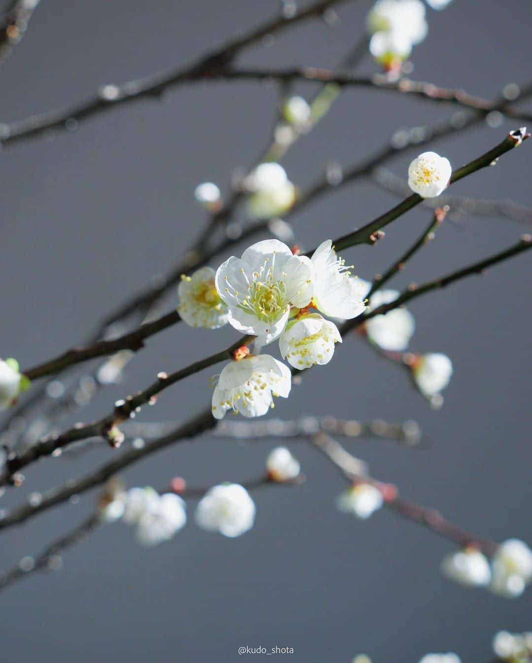 クドさんのインスタグラム写真 - (クドInstagram)「ウメ  立春に合わせて梅の花を投稿。  年末に買ってきた梅の枝。暖かいリビングに置いていたら、お正月には咲いてすぐに散ってしまいました。ストリングカーテンの影が良い感じに落ちてお洒落に撮れたのでさっさと投稿したかったのですが、立春に合わせたらもっとお洒落になるかなと思ってあたためていました。今年もすでに12分の1が終わったと考えると、なんか早い。  #立春 #うめ #梅の花 #植物のある暮らし  #1年あっという間 #lumixgh6」2月4日 20時18分 - kudo_shota