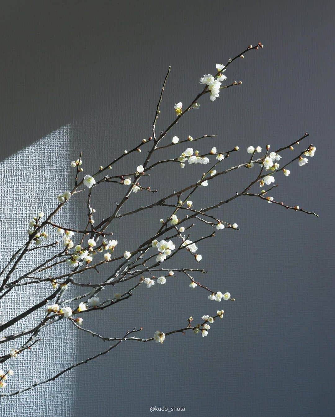 クドさんのインスタグラム写真 - (クドInstagram)「ウメ  立春に合わせて梅の花を投稿。  年末に買ってきた梅の枝。暖かいリビングに置いていたら、お正月には咲いてすぐに散ってしまいました。ストリングカーテンの影が良い感じに落ちてお洒落に撮れたのでさっさと投稿したかったのですが、立春に合わせたらもっとお洒落になるかなと思ってあたためていました。今年もすでに12分の1が終わったと考えると、なんか早い。  #立春 #うめ #梅の花 #植物のある暮らし  #1年あっという間 #lumixgh6」2月4日 20時18分 - kudo_shota