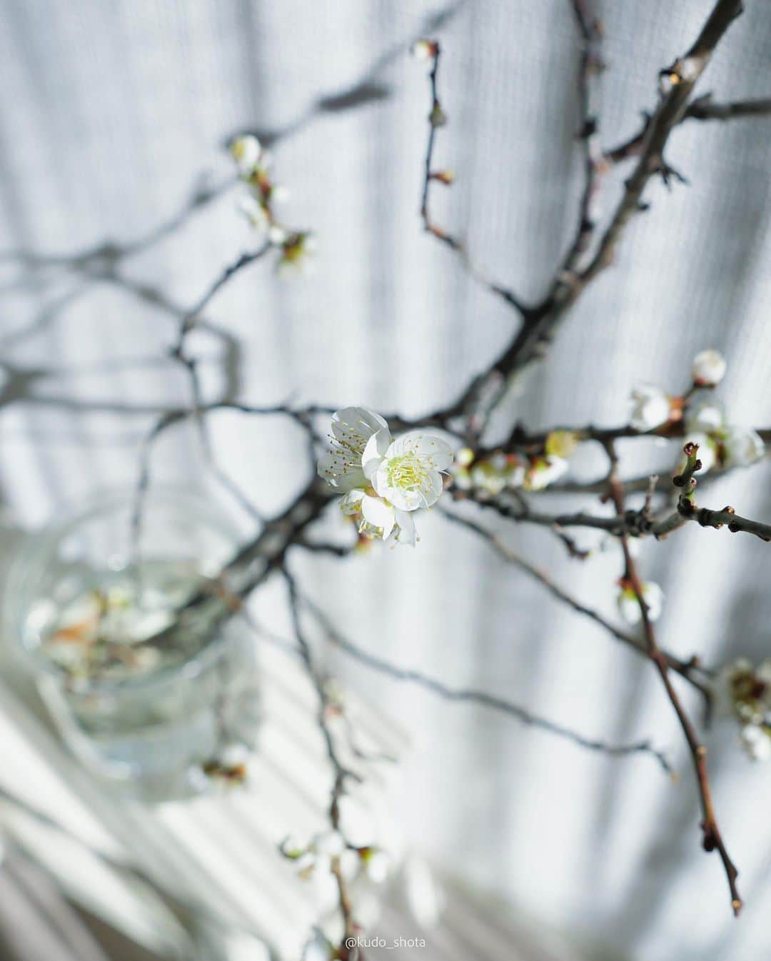 クドさんのインスタグラム写真 - (クドInstagram)「ウメ  立春に合わせて梅の花を投稿。  年末に買ってきた梅の枝。暖かいリビングに置いていたら、お正月には咲いてすぐに散ってしまいました。ストリングカーテンの影が良い感じに落ちてお洒落に撮れたのでさっさと投稿したかったのですが、立春に合わせたらもっとお洒落になるかなと思ってあたためていました。今年もすでに12分の1が終わったと考えると、なんか早い。  #立春 #うめ #梅の花 #植物のある暮らし  #1年あっという間 #lumixgh6」2月4日 20時18分 - kudo_shota