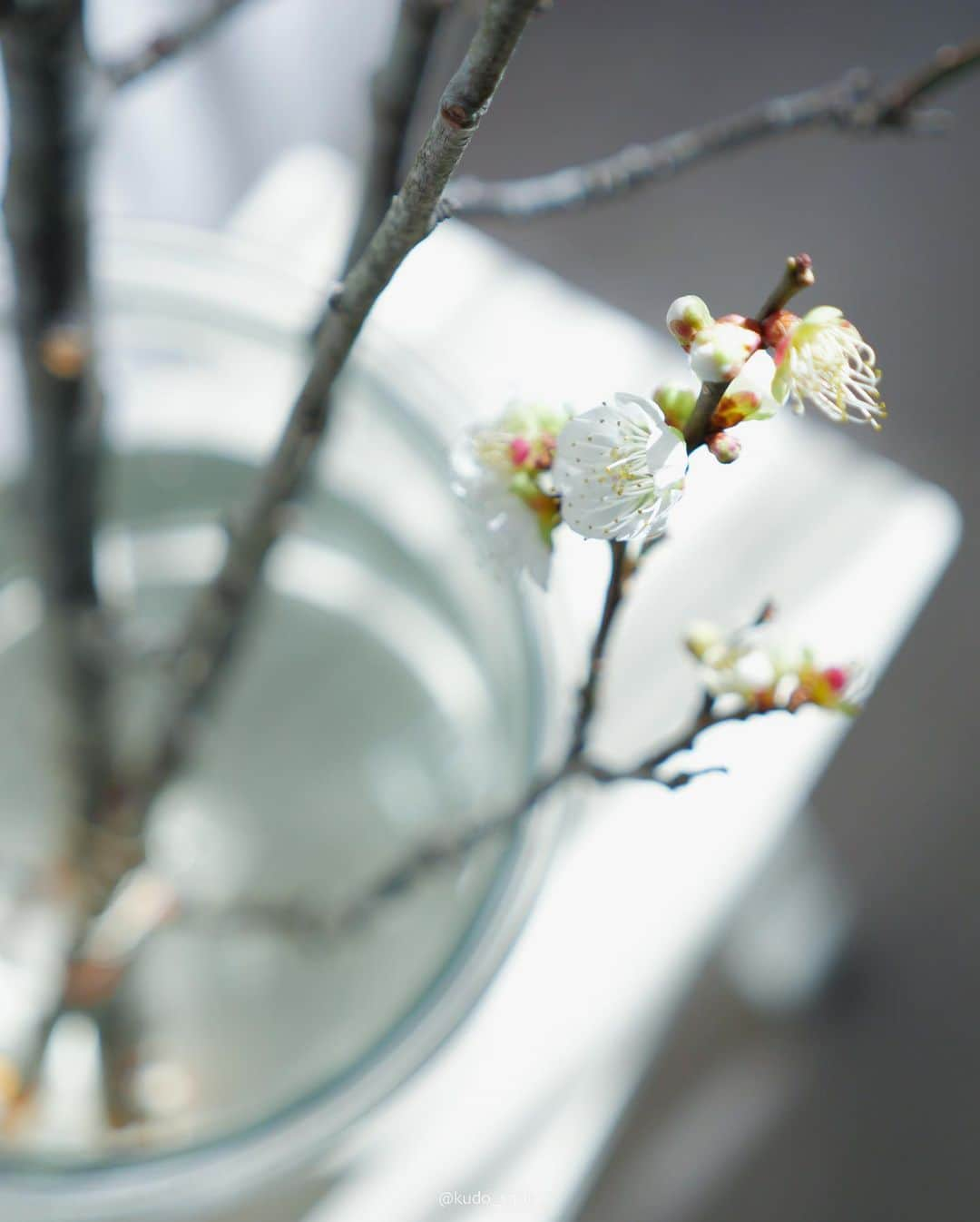 クドさんのインスタグラム写真 - (クドInstagram)「ウメ  立春に合わせて梅の花を投稿。  年末に買ってきた梅の枝。暖かいリビングに置いていたら、お正月には咲いてすぐに散ってしまいました。ストリングカーテンの影が良い感じに落ちてお洒落に撮れたのでさっさと投稿したかったのですが、立春に合わせたらもっとお洒落になるかなと思ってあたためていました。今年もすでに12分の1が終わったと考えると、なんか早い。  #立春 #うめ #梅の花 #植物のある暮らし  #1年あっという間 #lumixgh6」2月4日 20時18分 - kudo_shota