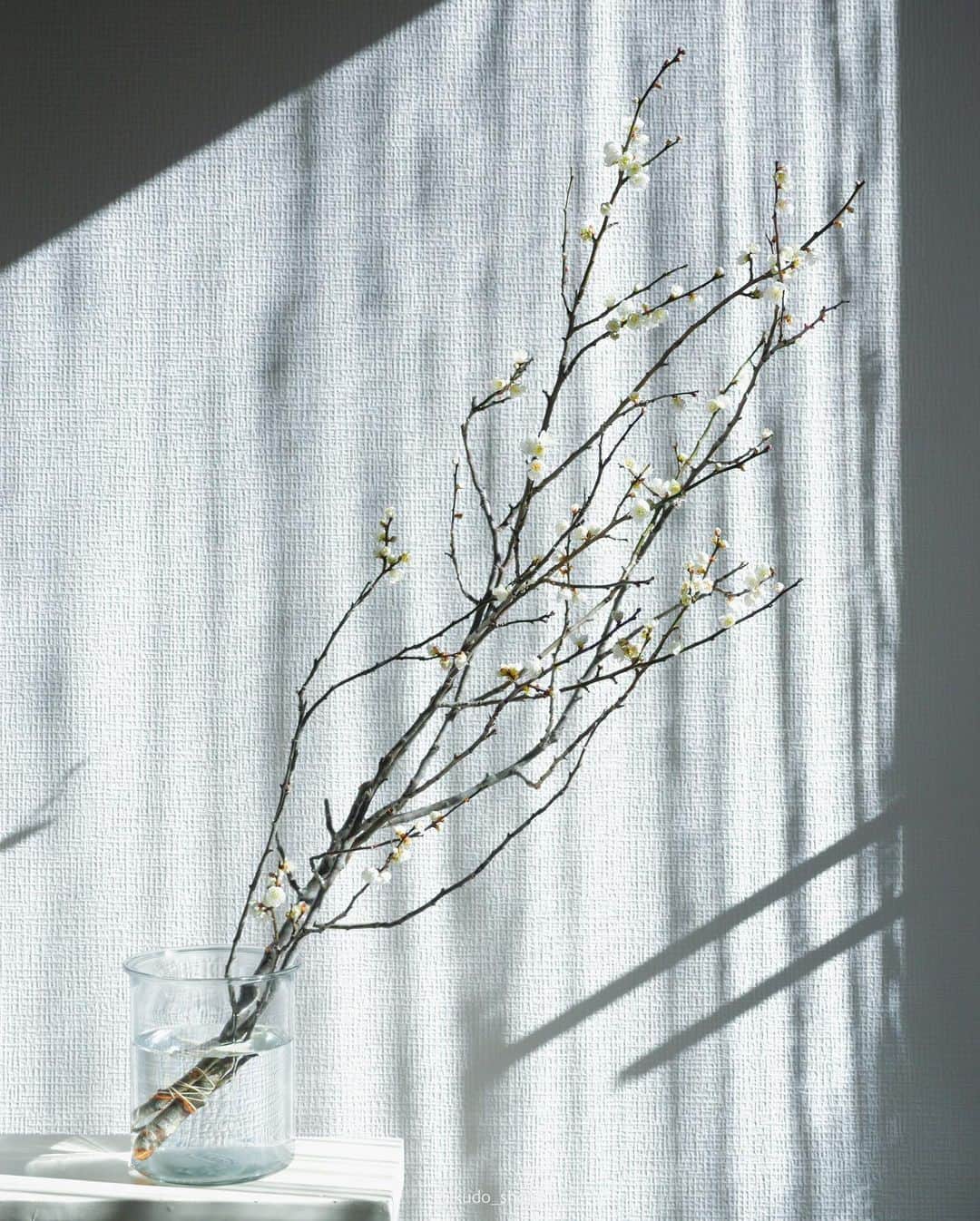 クドのインスタグラム：「ウメ  立春に合わせて梅の花を投稿。  年末に買ってきた梅の枝。暖かいリビングに置いていたら、お正月には咲いてすぐに散ってしまいました。ストリングカーテンの影が良い感じに落ちてお洒落に撮れたのでさっさと投稿したかったのですが、立春に合わせたらもっとお洒落になるかなと思ってあたためていました。今年もすでに12分の1が終わったと考えると、なんか早い。  #立春 #うめ #梅の花 #植物のある暮らし  #1年あっという間 #lumixgh6」