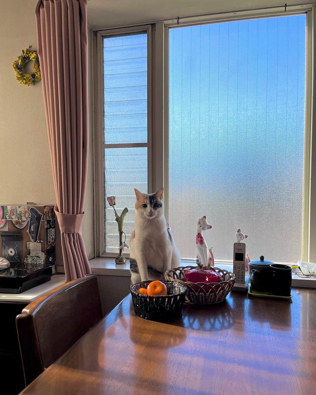 uyuのインスタグラム：「かわ🐱🏞」