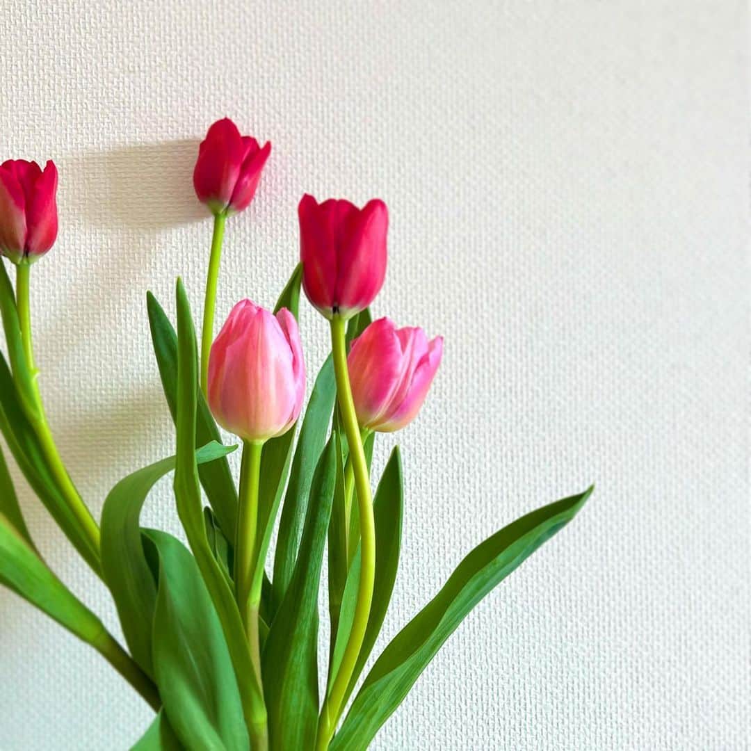 葛岡碧さんのインスタグラム写真 - (葛岡碧Instagram)「お部屋は少し早い春🌷  早く春が来ないかな🌼」2月5日 11時30分 - midori_kuzuoka