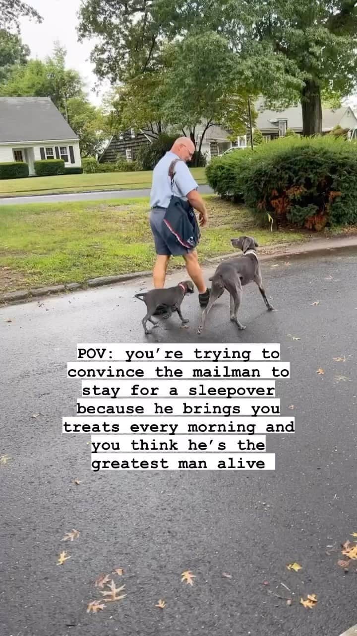 BarkBoxのインスタグラム：「Happy mail carrier appreciation day! Ty for all the hard work u do making these dogs so happy!!   Give ur mail carrier a boop and a thank u today! <3  @stellaandshy <3」