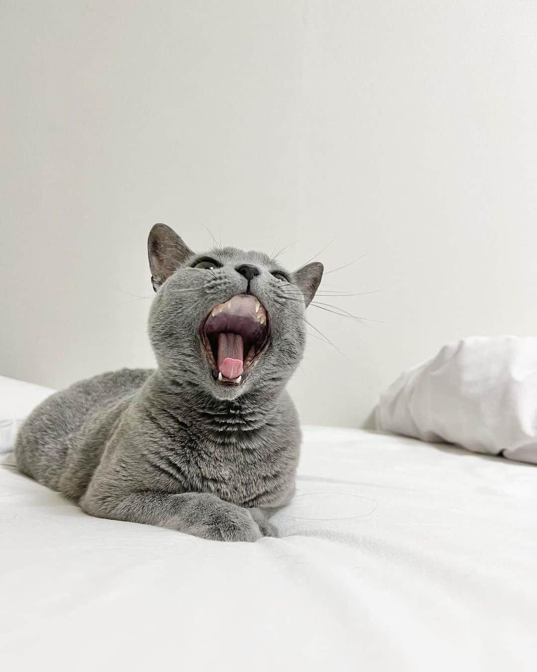 I love Russianblueさんのインスタグラム写真 - (I love RussianblueInstagram)「ぐんにゃい💫 ・ ・ ・ #Russianblue #sundayfunday #katze #catsofinstagram  #cutecat #catlover #kitty #ねこ#ilovemycat #cute #猫 #gato #러시안블루#topcatphoto  #catvideo #kitten  #instacat #meow #cats #cats_of_Instagram  #ふわもこ部  #にゃんすたぐらむ #weeklyfluff #catloversworld #dailyfluff #고양이  #ロシアンブルー #貓」2月5日 21時08分 - teruchan0823