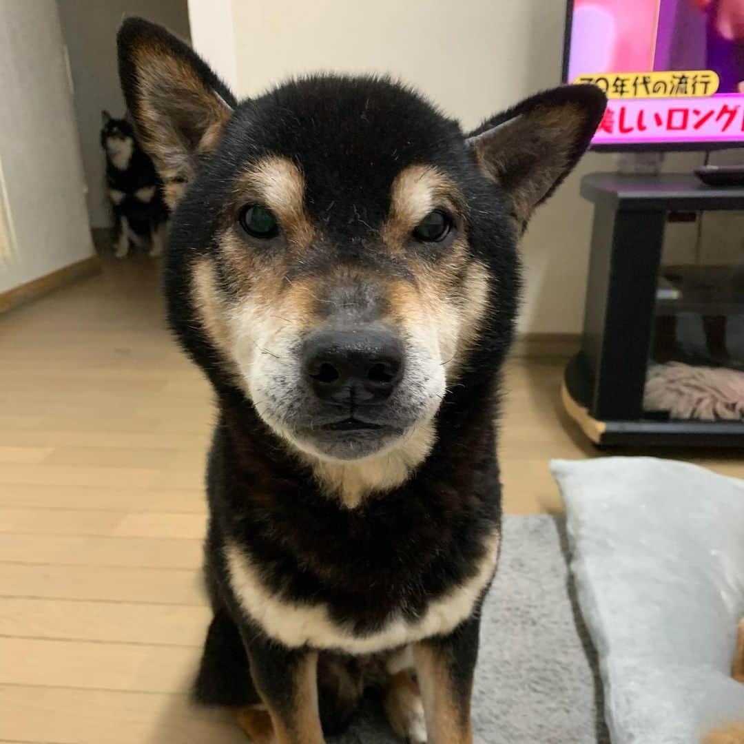 yu matsuのインスタグラム：「ひなたん誕生日おめでとう🎂🎉 #イケオジ犬」
