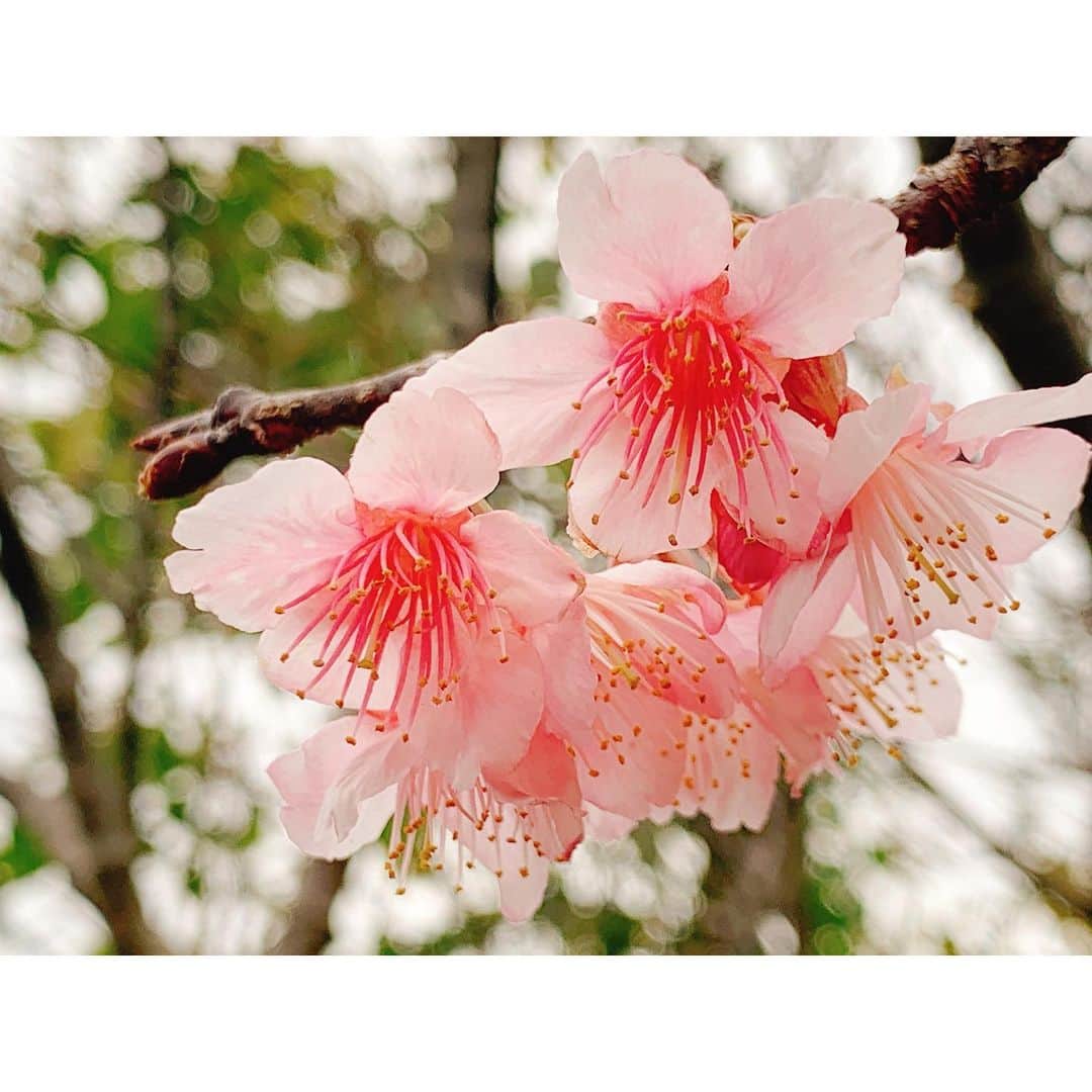ホテルイーストチャイナシーのインスタグラム：「桜が見頃です😊  沖縄地方で見れる桜は寒緋桜(カンヒザクラ) または緋寒桜(ヒカンザクラ)と言います🌸  「緋寒桜(ヒカンザクラ)」が 「彼岸桜(ヒガンザクラ)」と 間違えやすいので、 「寒緋桜(カンヒザクラ)」と 呼ぶことが多いようです✨✨  観光の際は是非、 寒緋桜を見てくださいね！ 本土の桜とは違う色合いを楽しめます♪  Hotel  East China Sea 〠907-0012沖縄県石垣市美崎町2-8 ☎︎0980-88-1155  #hoteleastchinasea  #ホテルイーストチャイナシー  #石垣島 #八重山 #八重山好きな人と繋がりたい  #離島好きな人と繋がりたい  #石垣島ホテル #石垣島旅行 #石垣島観光 #ishigakijima_island #yaeyama_islands  #沖縄彩発見 #全国旅行支援 #沖縄ならでは #寒緋桜🌸  #緋寒桜🌸  #見頃です  #桜2023  #沖縄桜 #一足先に春」