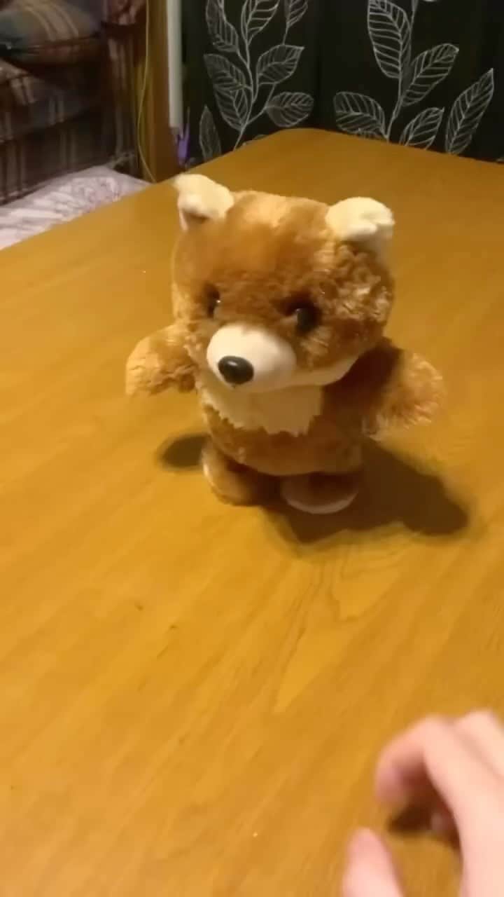 和風総分家のインスタグラム：「親ガチャ失敗した柴犬コマちゃん③#short」