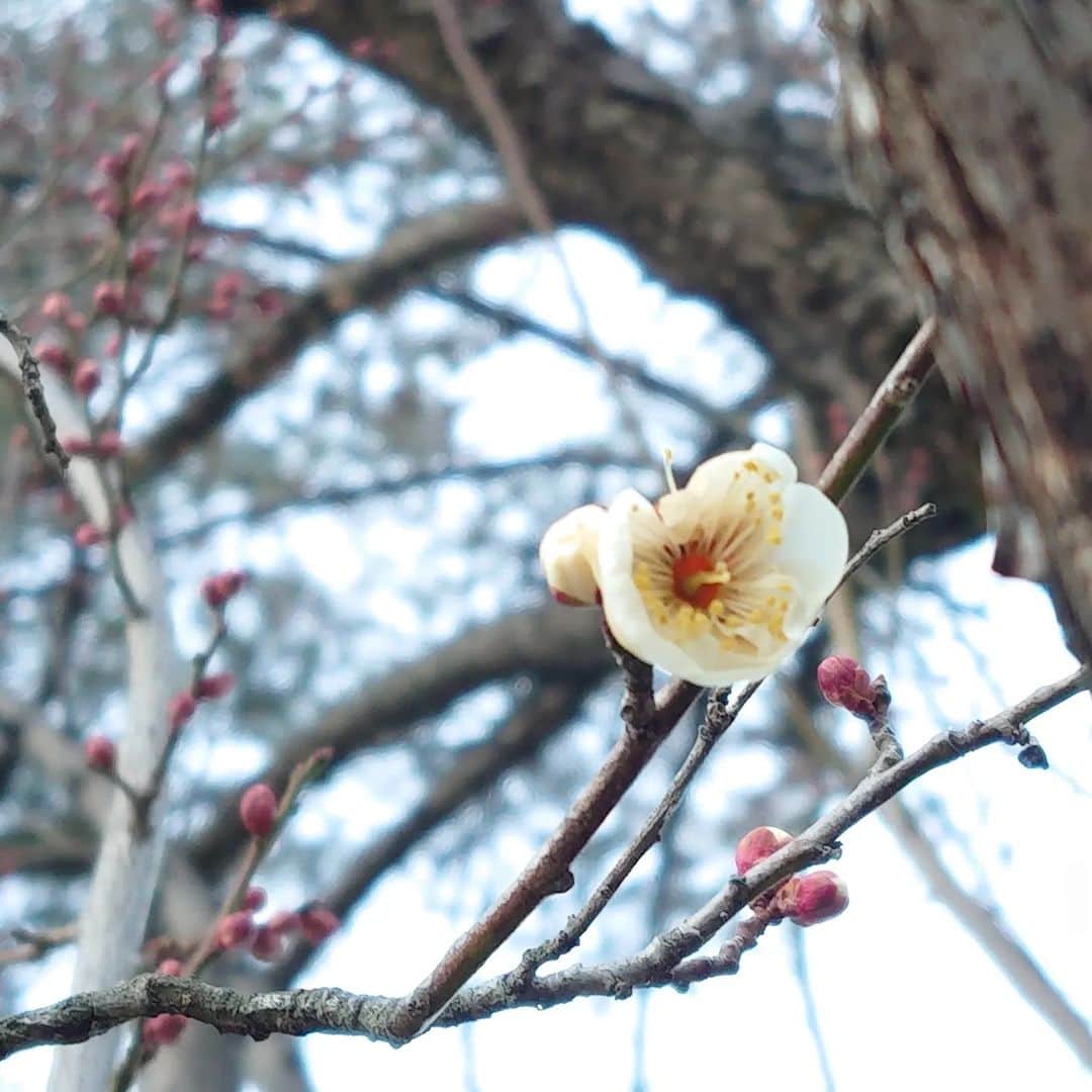関陽樹さんのインスタグラム写真 - (関陽樹Instagram)「昨日は立春。 先週は蕾だった梅が開花していました。 ナイスタイミングです。 大学や高校の受験シーズン、就活、転職や年度末の真っ只中という多忙な時期ですが、それぞれ花開く結果になりますように。  #梅 #開花 #長野県 #安曇野市 #立春 #春 #話題 #花 #開け」2月5日 21時56分 - seki_haruki1986