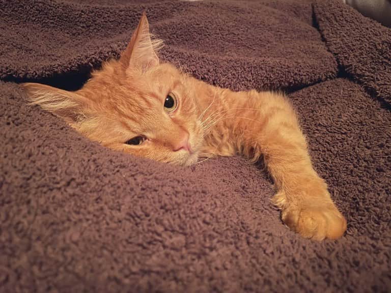 住吉美紀のインスタグラム：「最近のネコにゃんまとめ。冬は被ったりくっついたり。 #猫 #ネコ #cat #catsofinstagram」