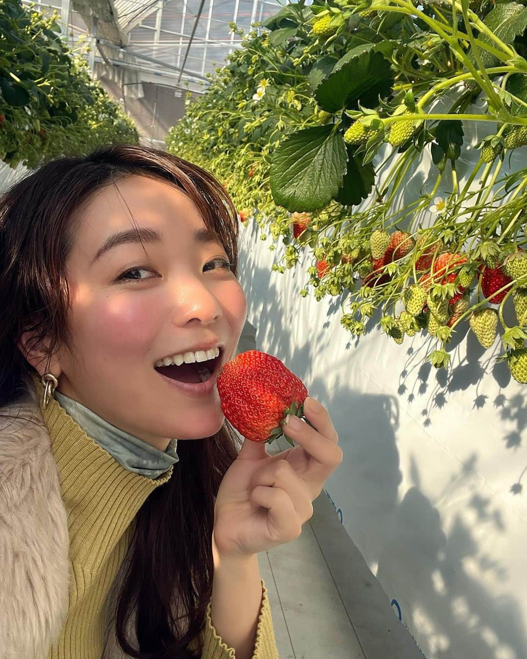 野木久美子のインスタグラム：「念願のいちご狩りいってきましたぁーー🍓いちご狩りといえば練乳だけどここは使い放題のトッピングバイキングが😳 しかも、 マヨネーズまで😳おもろー まさかのチョイスでついつい食べてみたよ😙 マヨネーズ&練乳でつけたら意外にありかも🤔😜 面白いいちご狩りでした🫶 併設しているカフェ @kingfarmcafe ではバームクーヘンも食べれるんだけど、バームクーヘンと🍓のコラボ串？も狩りながら食べられたよ😚 遊び心あるし、 映えてた😁 @kingfarm_berry   いちご狩りからカフェまでフルコースしちゃって満喫できた一日でした😘  #いちご狩り#🍓#いちご串#バームクーヘン串#キングファーム#西尾#愛知いちご狩り #観光スポット」