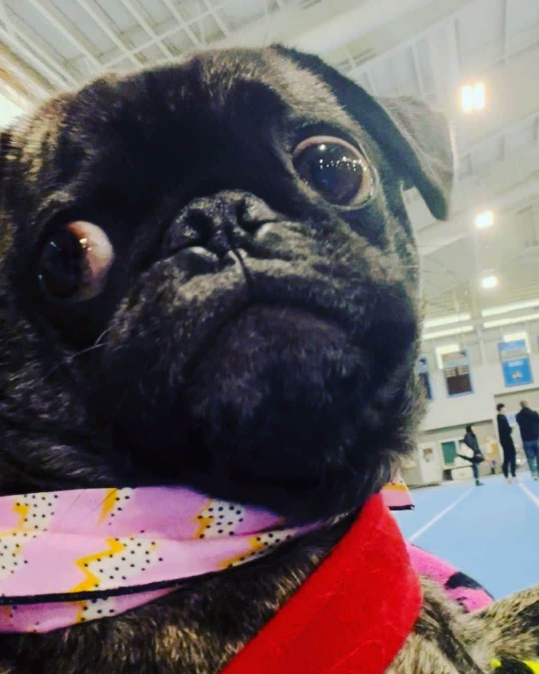 pugsofinstagramさんのインスタグラム写真 - (pugsofinstagramInstagram)「We see you 💕.」2月6日 7時00分 - pugsofinstagram