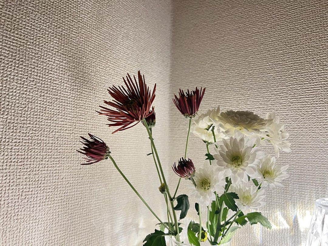 蔭山浩美さんのインスタグラム写真 - (蔭山浩美Instagram)「2月5日は大好きなおばあちゃんの命日でした。 おばあちゃんの大好きな菊の花を買いました💐 おばあちゃんは庭いっぱいに菊の花を咲かせていました。 会えなくなって2年が経ったけど、一日たりとも忘れたことは無いです。 たまに夢で会えたときは嬉しいけど寂しくて涙が出ます。  会えなくなって本当に本当に寂しいけど、不思議とおばあちゃんがずっと側にいてくれているように感じます。 だから、どんなときも頑張ることができています。 おばあちゃんいつもありがとう☺︎ これからもそばにいてね。 今日は写真いっぱい載せていいよね📸  2枚目 わたしの枕元 3、4枚目 おばちゃんの庭に咲く菊の花畑 5枚目 よもぎ餅を作るわたしと妹とおばあちゃん 6枚目 観覧車に乗ったとき 7枚目 満開の桜の木の下でおばあちゃんとわたし  語り明かしたあの日の、ふざけ合ったあの日の、心配をかけたあの日の、抱きしめてくれたあの日の、抱きしめたあの日の、思い出がちゃんとここにある。大丈夫。  #どんなときも生き抜いた人  #treasure #菊の花 #がんばらなくっちゃがんばれない おばあちゃんがくれた言葉」2月6日 2時13分 - hiromi_kageyama