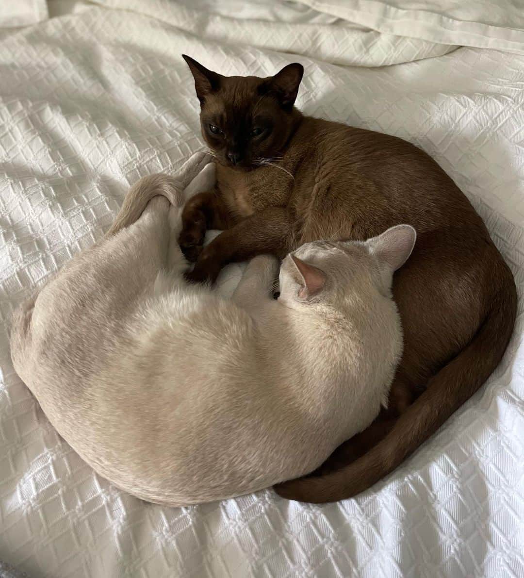 エミリー・デ・レイヴィンさんのインスタグラム写真 - (エミリー・デ・レイヴィンInstagram)「These 2 are a constant love fest  😻😻☯️   #cloverandtoby #catsofinstagram」2月6日 8時38分 - emiliede_ravin