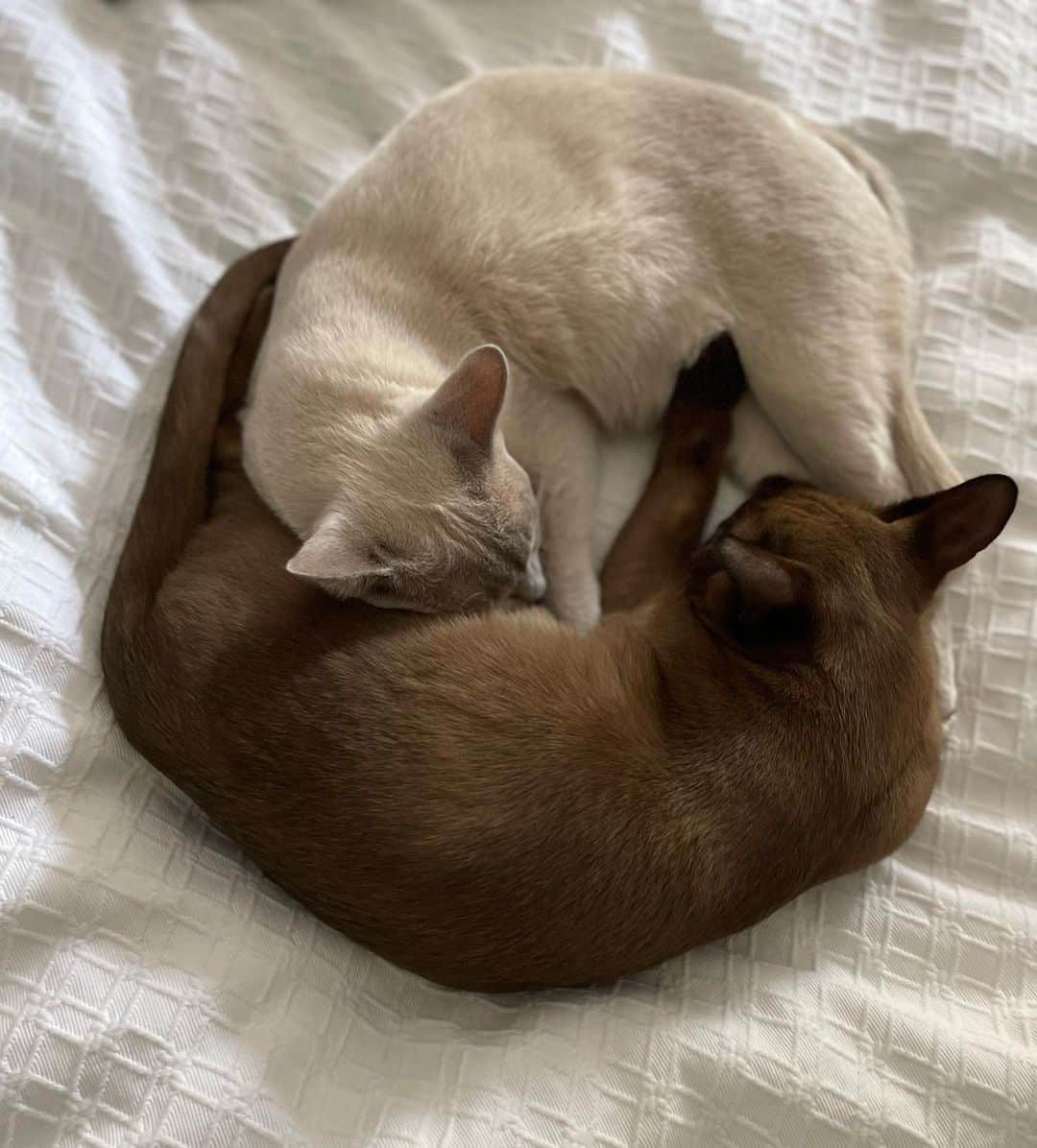 エミリー・デ・レイヴィンのインスタグラム：「These 2 are a constant love fest  😻😻☯️   #cloverandtoby #catsofinstagram」