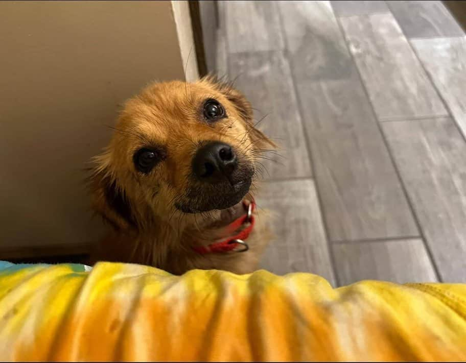 BarkBoxさんのインスタグラム写真 - (BarkBoxInstagram)「Look at this SWEET GIRL😭 🥰 her name is Smile (rightfully so). She was rescued from a hoarding situation and made her way safely to @ndlb_rescue in Minnesota ❤  @ndlb_rescue is currently working to bring between 11-13 of the other dogs that lived with Smile safely to Minnesota. Keep your eyes peeled at @ndlb_rescue 👀  for any updates!  📷: @ndlb_rescue」2月6日 8時53分 - barkbox