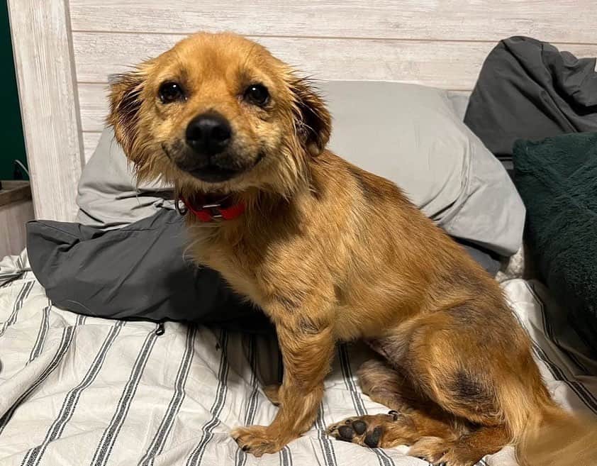 BarkBoxさんのインスタグラム写真 - (BarkBoxInstagram)「Look at this SWEET GIRL😭 🥰 her name is Smile (rightfully so). She was rescued from a hoarding situation and made her way safely to @ndlb_rescue in Minnesota ❤  @ndlb_rescue is currently working to bring between 11-13 of the other dogs that lived with Smile safely to Minnesota. Keep your eyes peeled at @ndlb_rescue 👀  for any updates!  📷: @ndlb_rescue」2月6日 8時53分 - barkbox