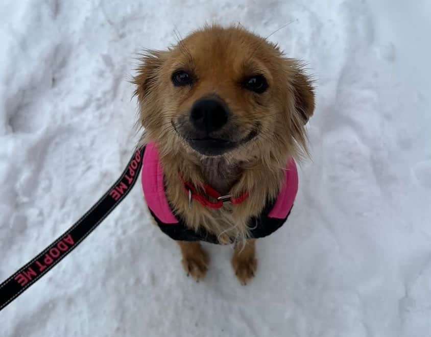 BarkBoxさんのインスタグラム写真 - (BarkBoxInstagram)「Look at this SWEET GIRL😭 🥰 her name is Smile (rightfully so). She was rescued from a hoarding situation and made her way safely to @ndlb_rescue in Minnesota ❤  @ndlb_rescue is currently working to bring between 11-13 of the other dogs that lived with Smile safely to Minnesota. Keep your eyes peeled at @ndlb_rescue 👀  for any updates!  📷: @ndlb_rescue」2月6日 8時53分 - barkbox