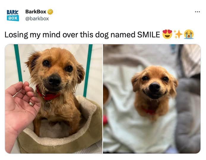 BarkBoxのインスタグラム：「Look at this SWEET GIRL😭 🥰 her name is Smile (rightfully so). She was rescued from a hoarding situation and made her way safely to @ndlb_rescue in Minnesota ❤  @ndlb_rescue is currently working to bring between 11-13 of the other dogs that lived with Smile safely to Minnesota. Keep your eyes peeled at @ndlb_rescue 👀  for any updates!  📷: @ndlb_rescue」