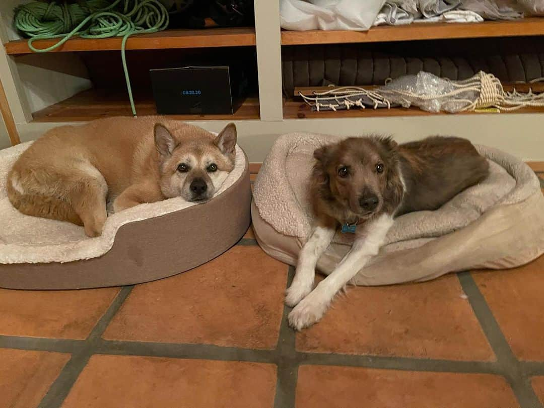 Nolan Gouldのインスタグラム：「It’s with a heavy heart I share the news that Maple and Ender both passed this week. Their respective passings were unrelated, but a case of terrible, sad, and unfair timing. I can say though that they each went peacefully, and were surrounded by so much love and care and all of the snacks. I debated posting about this but I thought it would be the best way to let everyone whose lives they touched know. And there were many. My dogs meant a lot to so many people and they meant the world to me. My pups got to meet hundreds of people throughout the years, and they made so many peoples’ days brighter. It was really impossible not to love them. I want to take a second to thank everyone who gave my dogs love and friendship and treats over their lives and especially those who helped take care of them and watched them when I travelled or was busy working. I couldn’t have done it without you, especially as they grew older and needed more help. I get scared thinking about what my life looks like without them, but I remind myself nothing in life is guaranteed and I’m grateful for what I do have and the time I’ve gotten to spend with some incredible souls, human or otherwise.  If you have any photos of my pups — please send them to me — I’m starting a little collection :)」