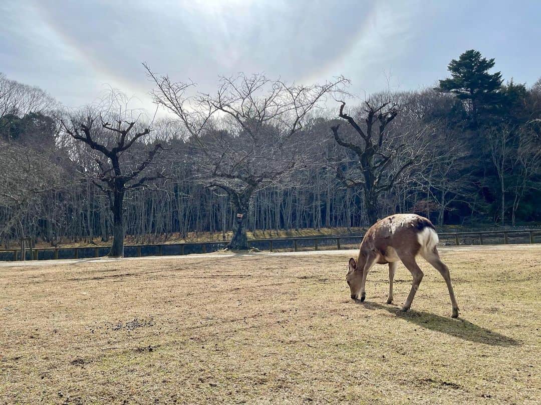 Kai Sonodaのインスタグラム：「奈良散歩🚶‍♂️」