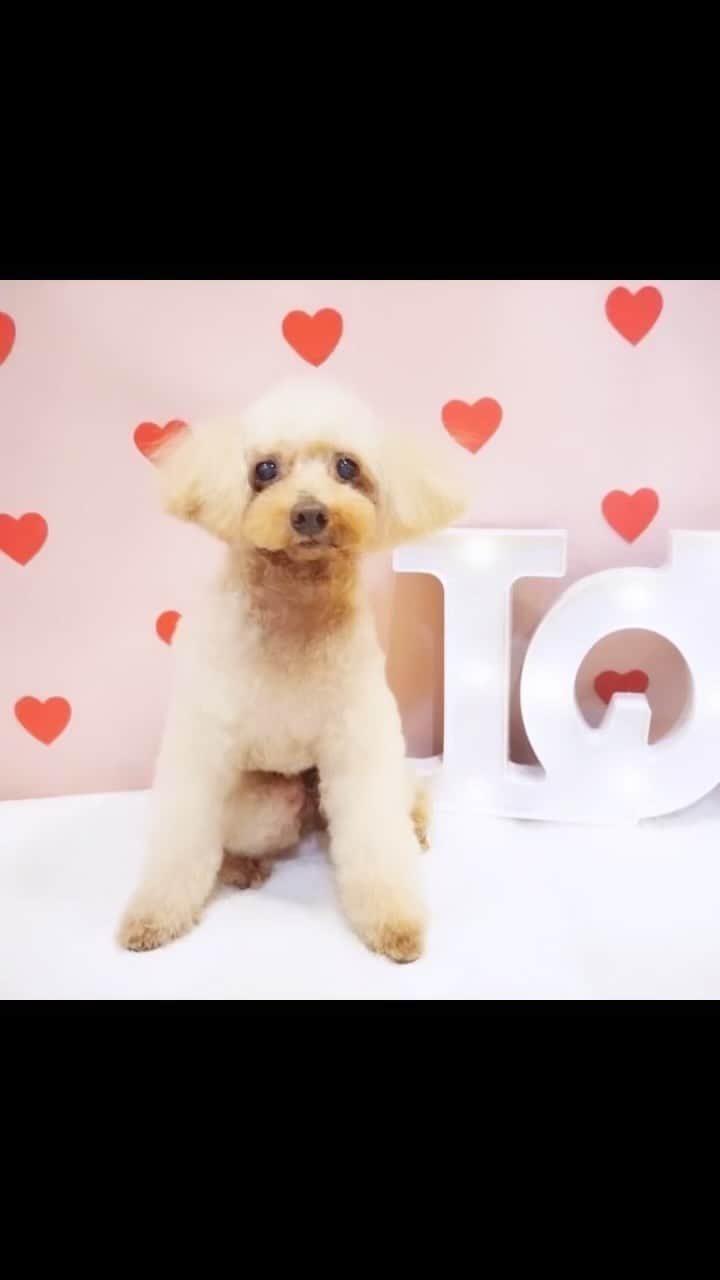 Dog's Life PANNAのインスタグラム：「大変頑張りました💮 りーくんありがとう！大好きだよ❤️」