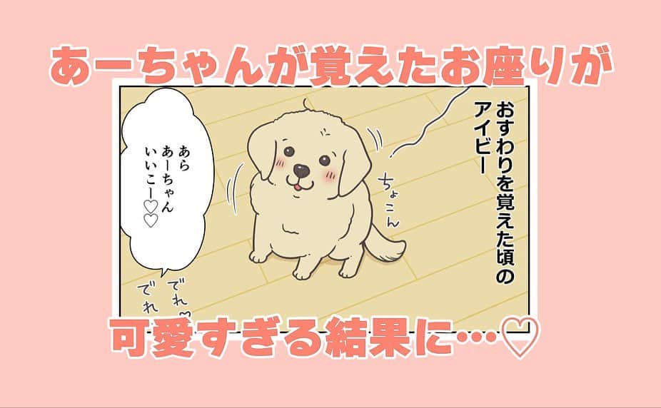 餅付きなこのインスタグラム：「今ではもうすっかり覚えちゃったお座りのコマンドなんだけど、覚えたての頃は勢いあまってよく後ろにひっくり返ってました♡  写真はそんなお座り覚えたての初々しいアイビー❣️  #goldenretriever #ゴールデンレトリーバー #ゴールデンレトリバー #大型犬  #犬 #dog #dogstagram #instadog #わんこ #ふわもこ部 #いぬ #ilovemydog #まめとアーティ #餅付きなこ #おさんぽですし！ #アイビー」