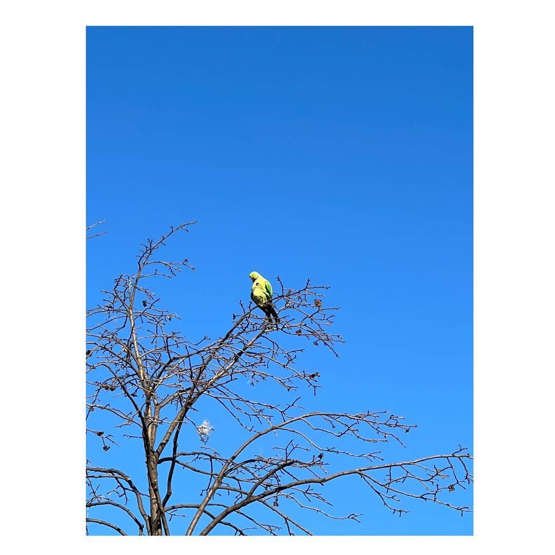 星野真里さんのインスタグラム写真 - (星野真里Instagram)「雲ひとつない冬空に毛繕う ワカケホンセイインコの親子 #短歌 #インコ #冬空 #発見  Are they "Psittacula krameri manillensis"? I found it on my walk. they are a family, aren’t they??」2月6日 19時40分 - mari_hoshino.7.27