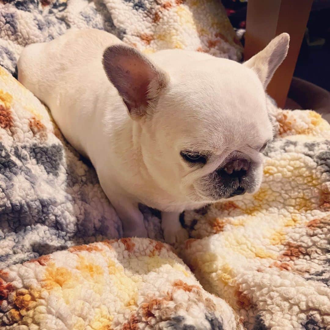 タニム（マーブル母）のインスタグラム：「* ねむねむマーブル🐷💤  #一体感🤎💛🤍🖤 #私のアモーレ🐷❤️」