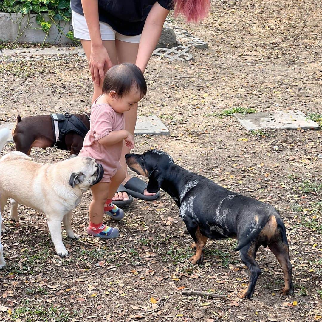 Hoykong&Plamuekさんのインスタグラム写真 - (Hoykong&PlamuekInstagram)「Sniff sniff little human friend ❤️」2月6日 22時52分 - hoykongplamuek