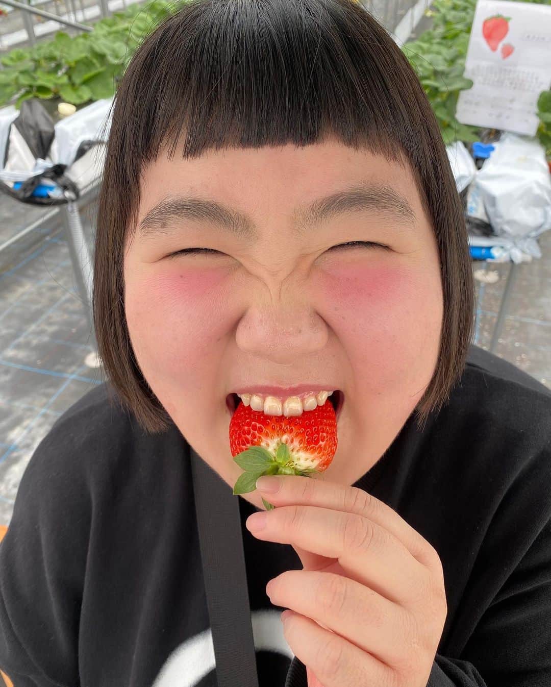 酒井藍さんのインスタグラム写真 - (酒井藍Instagram)「. この前、イチゴ狩りに行ったよー🍓  奈良県のイチゴは最高よー✌️✌️✌️  狩っては食べ、狩っては食べ、それはそれは楽しかったよ🍓✌️  この時の思い出を胸に、私は今週も頑張るねー🍓 めげそうな事があったら、心の中でイチゴを狩って食べるねー🍓 今週もお互いに頑張ろーねー✌️」2月7日 10時17分 - sakaiaisakaiai