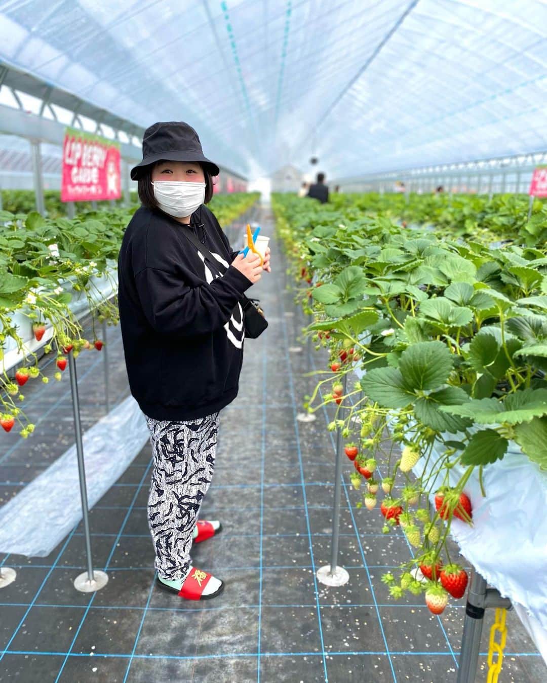 酒井藍のインスタグラム：「. この前、イチゴ狩りに行ったよー🍓  奈良県のイチゴは最高よー✌️✌️✌️  狩っては食べ、狩っては食べ、それはそれは楽しかったよ🍓✌️  この時の思い出を胸に、私は今週も頑張るねー🍓 めげそうな事があったら、心の中でイチゴを狩って食べるねー🍓 今週もお互いに頑張ろーねー✌️」