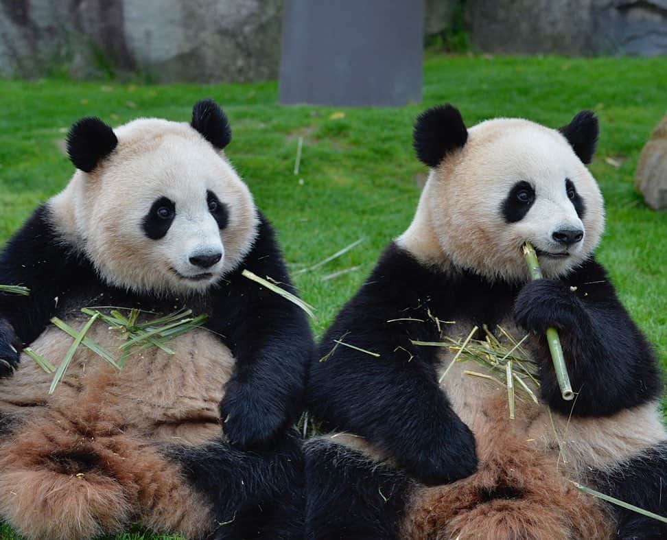 パンダ（白浜）のインスタグラム