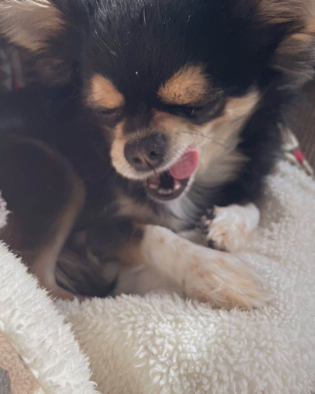 下川みくにのインスタグラム：「寝起きマロ  #チワワ #寝起き #ぼー」