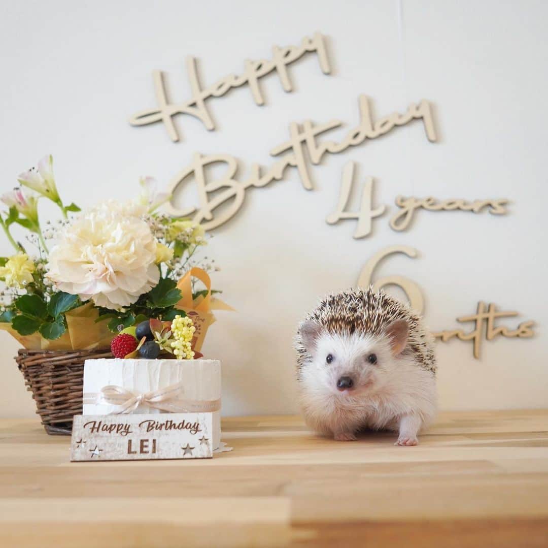 RONのインスタグラム：「今日はレイの4歳半のハーフバースディです🎂🎉  レイは4兄妹なんですけど全員で4歳半を迎えられました  みんなおめでとう ピグくん　@marble_jiro ジャイくん @ginji_hari  ちょこたん @sae.shelter   ピグくんママにはプレゼントもいただきました。 あとで撮影したいです。  ちなみにこのお花はラニの四十九日のお花なのはレイには内緒です。  #hedgehog #herfberthday #ハリネズミ」