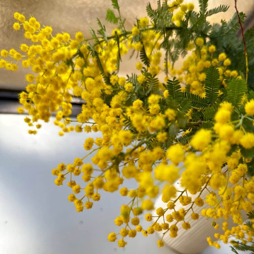 清浦夏実のインスタグラム：「今年もミモザをお迎えしました。 ポワポワでなんて可愛いんだ…！！  私は12ヶ月で2月が一番好き。一番寒いけど空気が澄んでいて、日差しがキラキラしていて春に向かっている予感があるから。(花粉症がないからこんな事が言えるのかもしれない)  ミモザはその象徴のようなお花だと思うのです。じっくり眺めて春を待ちます。  #ミモザ #花 #flowers #お花のある暮らし #2月 #春 #mimosa #かわいい」