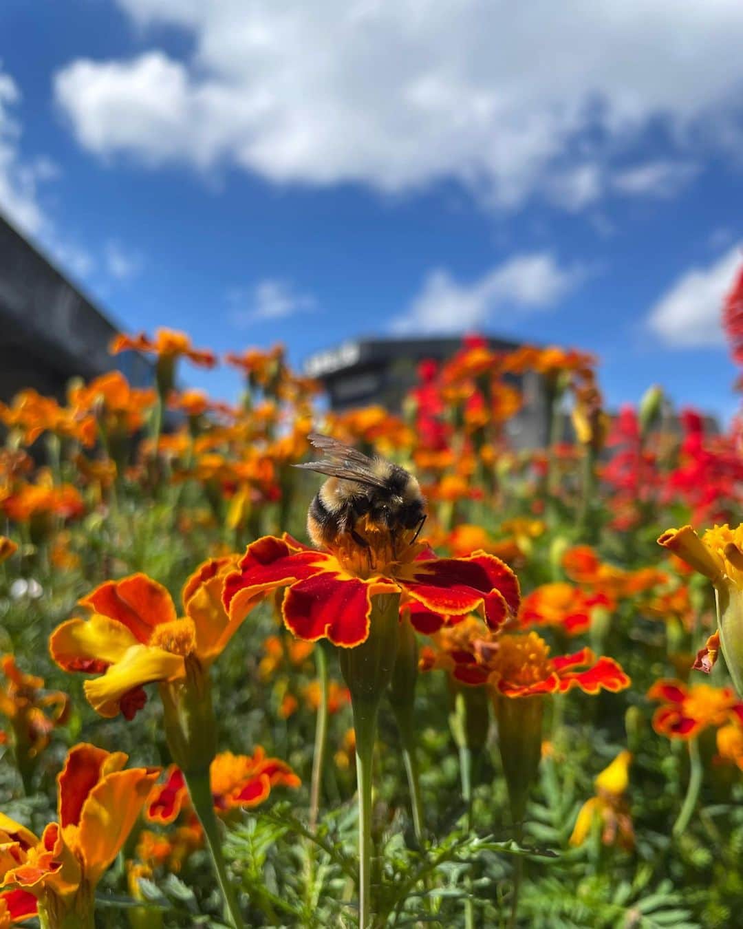 SORAのインスタグラム：「みつばち🐝♥️  ふわふわでかわいの〜😆 目も養ってあげると心に余裕が生まれる⁽⁽ଘ( ˊᵕˋ )ଓ⁾⁾   #tiktok  #tiktokmemes #tiktokindia #フィットネス女子 #トレーニング  #南米 #ラテン #南米ハーフ #ハーフ #ダイエット #オーガニック #自然 #organic #beauty #fitnessgirl #passion #fashion #fashionstyle #bikini #fitness #training #trainingbooty #hipstergirl #healthy #healthyfood」