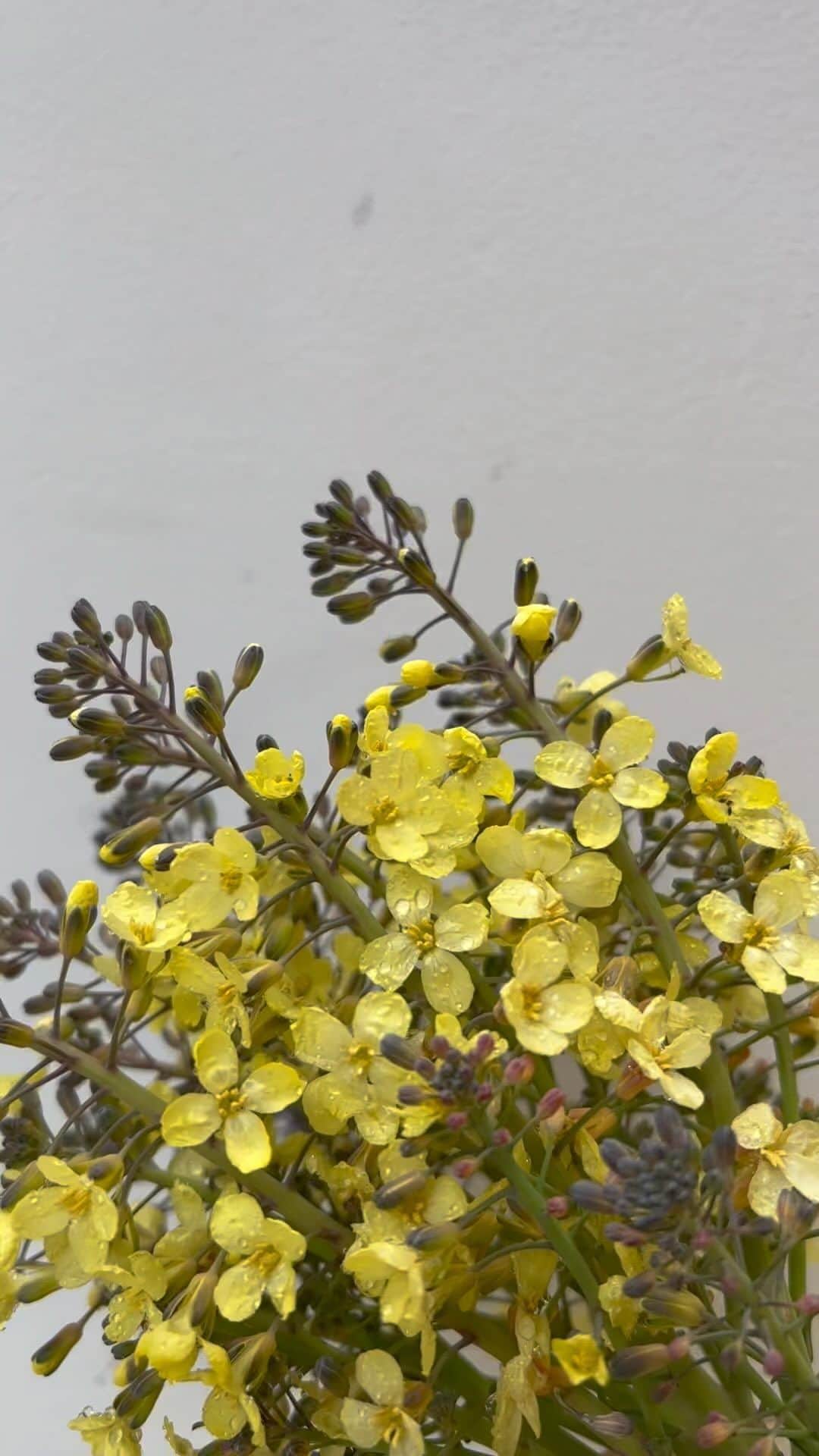 のインスタグラム：「植物の生命力を身につける事は よくあると思うんだけど  私の好きなミニー・リパートンは かすみ草だったな  私も、ステージに立つ時には 好きな私らしい植物、お花を髪に飾ってみたいわー  ってずっと思ってたけど なんだか、私らしいお花は見つからなくて忘れていた  これは、家で咲いたブロッコリーのお花  前から、好きでしたが 美味しいし  小さな幸せっていう意味があるらしいけど  かすみ草は、代表的な意味は「感謝」「幸福」「無邪気」「親切」など 無邪気はいいな 無邪気の意味のお花はたくさんか他にもあるけども  ふと、ブロッコリーの花って私らしいのでは？と思って まさに、ちっちゃな幸せ見つけた感じ  この色が、peaceなんだよな なんか  普通のお花屋さんに出回らない所も 私らしい  なのに、みんな食べたことあるじゃん という  人知れず咲く活動  私らしいわ〜  頭につけたら、笑ってもらえそうで そこも悪くない  身につけるかどうかは、別として  新しい事や受験、就職に頑張る人達 それを支えるファミリーの皆さんも もう一踏ん張りですね  春が待ち遠しい」