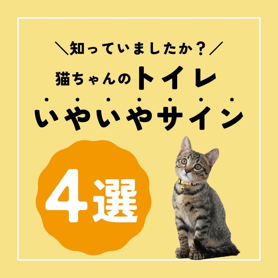 ライオン商事株式会社のインスタグラム：「＼もしかして気に入っていないかも！？😱／ 猫ちゃんのトイレいやいやサイン4️⃣選  猫ちゃんはトイレにとてもこだわる動物です。🚽🐈 「うちの猫、トイレするときに変なクセがあるなぁ」と 思ったことはありませんか🤔❓ もしかしたら、それは猫ちゃんがトイレを気に入っていない“トイレいやいやサイン”かもしれません。  トイレが気に入らないと、不適切な場所で排せつしたり、 オシッコをがまんして体に負担がかかることも💦  トイレ容器のサイズや猫砂の種類、 猫砂の深さにも注目して、 満足できる環境を用意してあげることがとても大切です。  猫ちゃんの習性や行動を理解したうえで、 オーナーさんのライフスタイルなどを考慮して 理想的なトイレ環境を作ってあげましょう。  みなさんの猫ちゃんのトイレエピソード、 コメント欄で教えてください！💬🤗  〜✳︎〜✳︎〜✳︎〜✳︎〜✳︎〜✳︎〜✳︎〜✳︎〜✳︎〜✳︎〜✳︎〜✳︎〜 🌸LOVE CAT,LOVE EARTH,さくらプロジェクト🌸🐈 ＼クラウドファンディング「猫の殺処分を減らし、保護猫と飼い主の新生活を猫トイレセットで応援！」に挑戦中！！／  #さくらプロジェクト  #クラウドファンディング  #クラウドファンディング挑戦中   #猫トイレ #ニオイをとる砂 #獣医師開発猫トイレ #トイレいやいやサイン #にゃんこ #ねこ #猫との暮らし #ねこ好きさんと繋がりたい #猫部 #ねこすたぐらむ #猫のいる暮らし #アメリカンショートヘア #マンチカン #ロシアンブルー #スコティッシュフォールド #ラグドール #ブリティッシュショートヘア #保護猫 #lionpet #ライオンペット @lion_pet_cat」