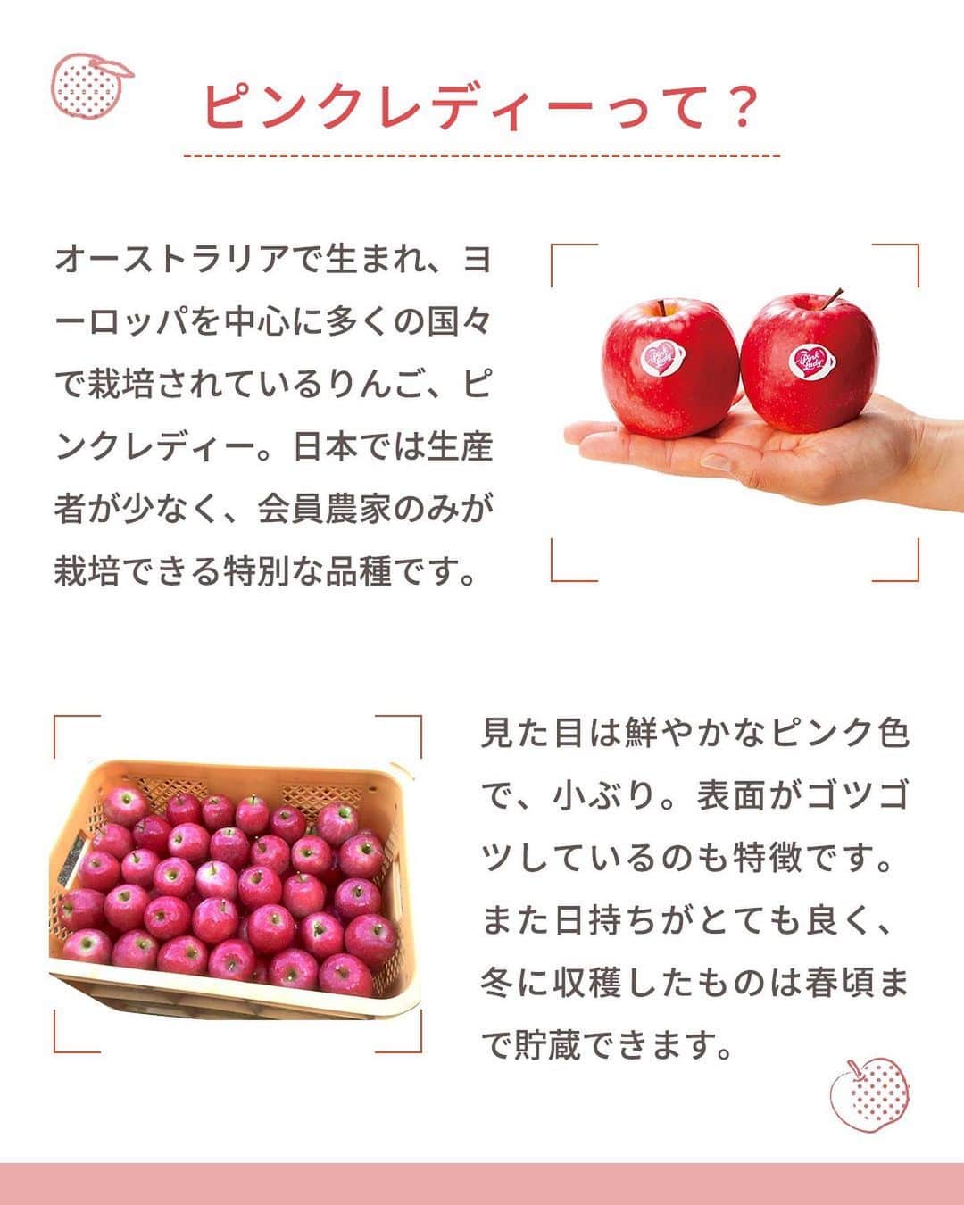 らでぃっしゅぼーやさんのインスタグラム写真 - (らでぃっしゅぼーやInstagram)「\まぼろし…？🍎/ 日本では限られた生産者さんしか育てられない、幻とも言われるりんご。その名も  「ピンクレディー」  昔懐かしい響きもありますが、実はお菓子作りが大好きなあなたにピッタリのりんごなんです！甘さと酸味のバランスが取れており、シャキッとした心地よい歯ごたえながら加熱しても煮崩れしにくい。コンポートやアップルパイなど、お菓子作りの幅が広がるいいこと尽くしのりんごです🍎 ヨーロッパではその小さく可愛らしい見ためから「丸かじりりんご」とも呼ばれており、もちろんそのまま丸かじり派のあなたにも楽しんでいただけるおすすめの品種です。  そんなピンクレディーりんご、今年は大豊作！ らでぃっしゅぼーやの契約農家のういこファーム・小野健一さんが愛情たっぷりに育てたピンクレディー。予定外の豊作だと行き場がなくなってしまうことも…。見たこともないりんご「ピンクレディー」。この機会にぜひ、美味しく味わって生産者さんを応援してみませんか？気になった方は投稿についているリンクからご購入いただけます。 ※らでぃっしゅぼーやの会員さんでなくても購入いただけます！  #ピンクレディー #ピンクレディーりんご  #りんご  #りんご農家 #らでぃっしゅぼーや #ういこファーム #フードロス #フードロス削減 #農家応援 #豊作支援 #らでぃっしゅぼーやの商品紹介 #暮らしに心地よい循環を」2月7日 18時27分 - radishboya1988